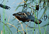 Alligator mississippiensis